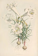 Lilium Philipinense - Walter Hood Fitch — vista de la obra