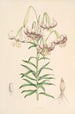 Lilium Polyphyllum - Walter Hood Fitch — vista de la obra