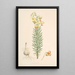 Lilium Pyrenaicum - Walter Hood Fitch — framed artwork on a wall