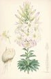 Lilium Washingtonianum - Walter Hood Fitch — vista de la obra