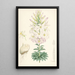 Lilium Washingtonianum - Walter Hood Fitch — cuadro enmarcado en la pared