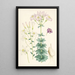 Lilium Washingtonianum var purpureum - Walter Hood Fitch — cuadro enmarcado en la pared