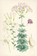 Lilium Washingtonianum var purpureum - Walter Hood Fitch — vista de la obra