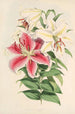 Lilium auratum var Parkmanm - Walter Hood Fitch — artwork view