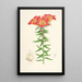 Lilium bulbiferum - Walter Hood Fitch — cuadro enmarcado en la pared