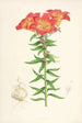 Lilium bulbiferum - Walter Hood Fitch — vista de la obra