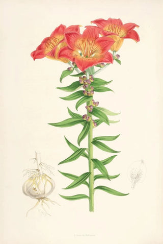 Walter Hood Fitch - Lilium bulbiferum.webp