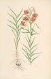 Lilium callosum - Walter Hood Fitch — vista de la obra