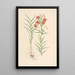 Lilium callosum - Walter Hood Fitch — cuadro enmarcado en la pared