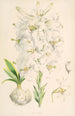Lilium candidum - Walter Hood Fitch — artwork view