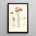 Lilium concolor - Walter Hood Fitch — cuadro enmarcado en la pared