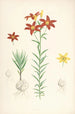 Lilium concolor - Walter Hood Fitch — vista de la obra
