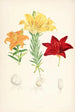 Lilium elegans var alutaceum - Walter Hood Fitch — artwork view