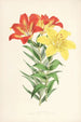 Lilium elegans var incomparabile - Walter Hood Fitch — artwork view