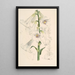Lilium giganteum - Walter Hood Fitch — framed artwork on a wall