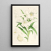 Lilium lingiflorium - Walter Hood Fitch — cuadro enmarcado en la pared