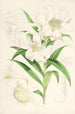 Lilium lingiflorium - Walter Hood Fitch — vista de la obra