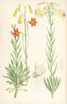 Lilium maritimum - Walter Hood Fitch — vista de la obra