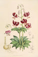 Lilium martagon var dalmaticum - Walter Hood Fitch — vista de la obra