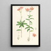 Lilium medeoloides - Walter Hood Fitch — cuadro enmarcado en la pared