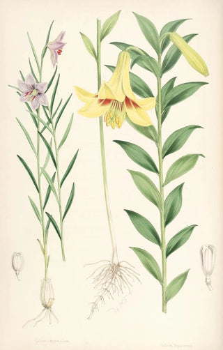 Walter Hood Fitch - Lilium oxypetalum.webp
