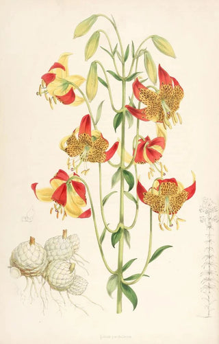 Walter Hood Fitch - Lilium pardalinum.webp