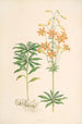 Lilium parvum - Walter Hood Fitch — vista de la obra