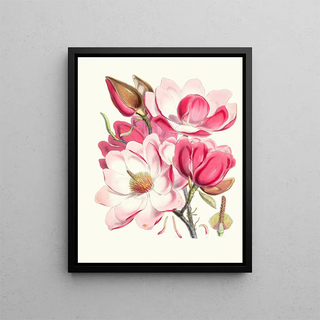 Walter Hood Fitch - Magnolia Campbellii Hf et T Flowering plant.webp