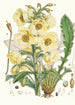 Meconopsis Nepalensis dc - Walter Hood Fitch — vista de la obra