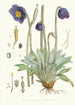 Meconopsis Simplicifolia H f y T - Walter Hood Fitch — vista de la obra
