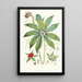 Paris Polyphylla Smit - Walter Hood Fitch — cuadro enmarcado en la pared