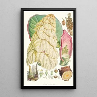 Walter Hood Fitch - Rheum Nobile Hfand T.webp