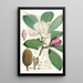Talauma Hodgsoni Hf and T - Walter Hood Fitch — framed artwork on a wall