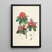 the Himalayan Rhododendrons of Sikkim Pl07 - Walter Hood Fitch — framed artwork on a wall