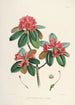 the Himalayan Rhododendrons of Sikkim Pl07 - Walter Hood Fitch — artwork view