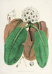 The Rhododendrons of the Himalayas of Sikkim Pl10 - Walter Hood Fitch — artwork view