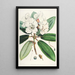 the Himalayan Rhododendrons of Sikkim Pl11 - Walter Hood Fitch — framed artwork on a wall