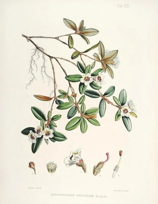 Walter Hood Fitch - The Rhododendrons of SikkimHimalaya Pl13.webp