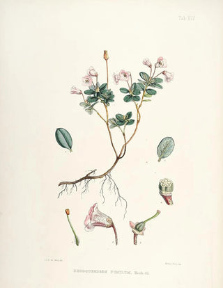 Walter Hood Fitch - The Rhododendrons of SikkimHimalaya Pl14.webp