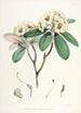The Rhododendrons of the Himalayas of Sikkim Pl16 - Walter Hood Fitch — artwork view