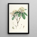 The Rhododendrons of the Himalayas of Sikkim Pl16 - Walter Hood Fitch — framed artwork on a wall