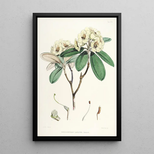 Walter Hood Fitch - The Rhododendrons of SikkimHimalaya Pl16.webp