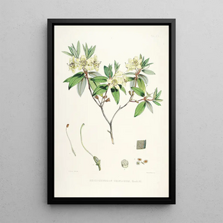 Walter Hood Fitch - The Rhododendrons of SikkimHimalaya Pl19.webp