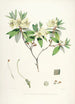 the Himalayan Rhododendrons of Sikkim Pl19 - Walter Hood Fitch — artwork view
