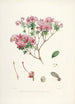 The Rhododendrons of the Himalayas of Sikkim Pl20 - Walter Hood Fitch — artwork view