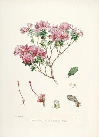 Walter Hood Fitch - The Rhododendrons of SikkimHimalaya Pl20.webp