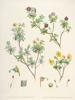 Walter Hood Fitch - The Rhododendrons of SikkimHimalaya Pl23.webp