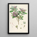the Himalayan Rhododendrons of Sikkim Pl24 - Walter Hood Fitch — framed artwork on a wall