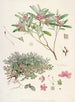Los rododendros del Himalaya-Sikkim Pl26 - Walter Hood Fitch — vista de la obra
