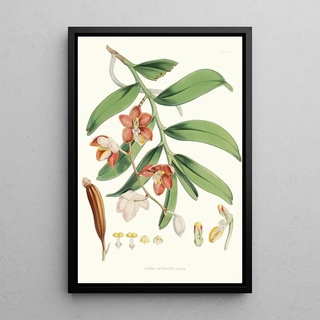 Walter Hood Fitch - Vanda Cathcarti Lindley.webp